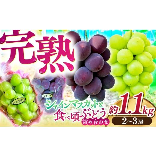ふるさと納税 ぶどう マスカット 高知県 高知市 高知県産 生産者厳選 シャインマスカット含む 食べ頃ぶどう詰め合わせ 約1.1kg(2〜3房) / マスカット ぶど…