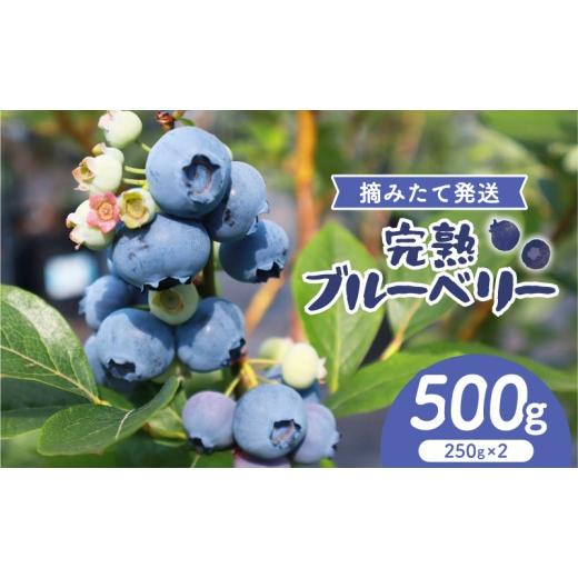ふるさと納税 果物類 宮城県 岩沼市 期間限定 完熟 生ブルーベリー 500g (250g×2) ブルーベリー フルーツ 青果 果物 フルーツ ふるーつ 旬 完熟ブルーベリー…