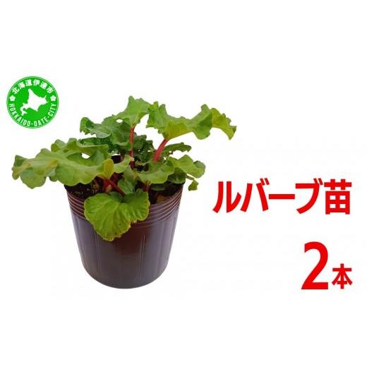 ふるさと納税 野菜類 北海道 伊達市 北海道 伊達市産 ルバーブ(苗) 2本|国産 野菜 ジャム パイ お菓子作り 家庭菜園 kzh-019 2本