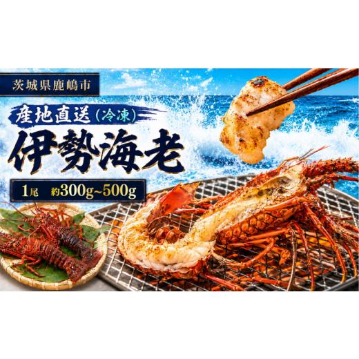 ふるさと納税 エビ 伊勢エビ 茨城県 鹿嶋市 伊勢海老 300g〜500g 1尾 20000円 冷凍 国産 天然 産地直送 国産 鹿島灘 鹿島灘産 厳選 伊勢エビ エビ 海老 イセエ…