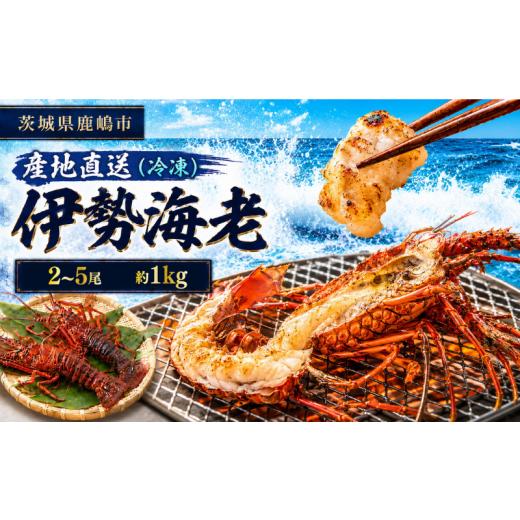 ふるさと納税 エビ 伊勢エビ 茨城県 鹿嶋市 伊勢海老 1kg 2〜5尾 50000円 冷凍 国産 天然 産地直送 国産 鹿島灘 鹿島灘産 厳選 伊勢エビ エビ 海老 イセエビ …