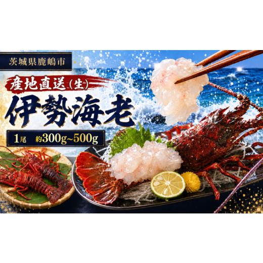 ふるさと納税 エビ 伊勢エビ 茨城県 鹿嶋市 伊勢海老 300g〜500g 1尾 20000円 冷蔵 生 国産 天然 産地直送 国産 鹿島灘 鹿島灘産 厳選 伊勢エビ エビ 海老 イ…