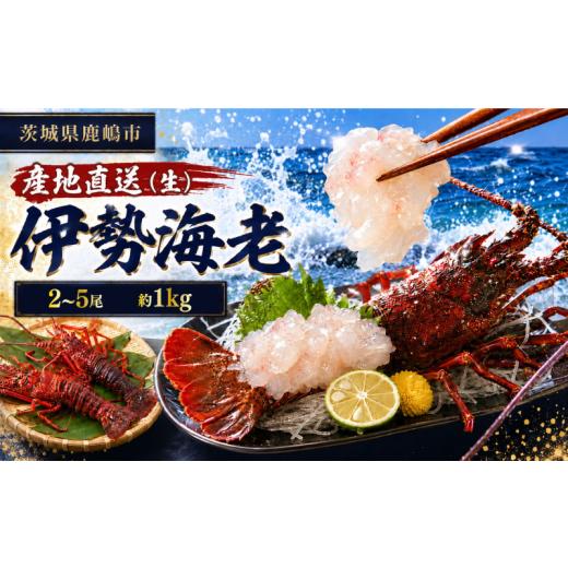 ふるさと納税 エビ 伊勢エビ 茨城県 鹿嶋市 伊勢海老 1kg 2〜5尾 50000円 冷蔵 生 国産 天然 産地直送 国産 鹿島灘 鹿島灘産 厳選 伊勢エビ エビ 海老 イセエ…