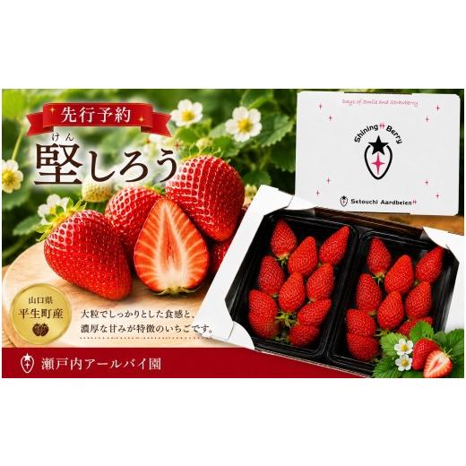 ふるさと納税 いちご 山口県 平生町 令和 8 年度 先行予約 堅しろう ( けんしろう ) 約 480 g ( 令和8年1月初旬〜順次発送予定 ) | けんしろう 堅しろう…
