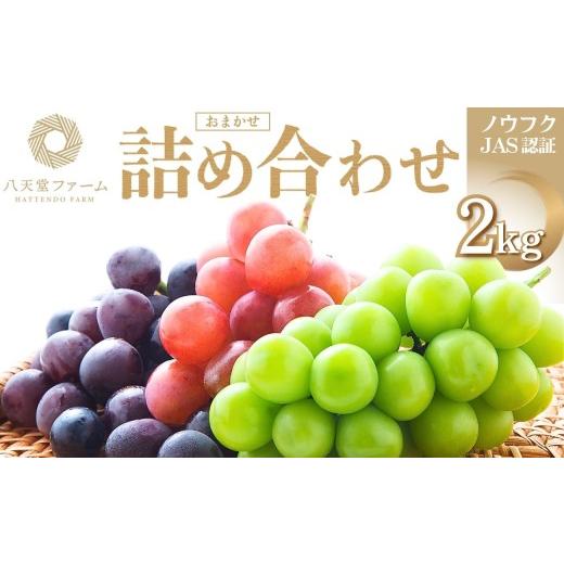 ふるさと納税 ぶどう マスカット 広島県 竹原市 八天堂ぶどう園 おまかせ詰め合わせ 家庭用 2kg ノウフクJAS認証 ぶどう フルーツ シャインマスカット 瀬戸ジ…