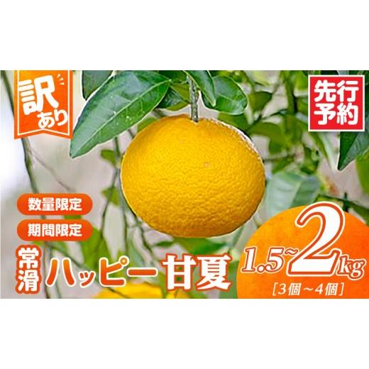 ふるさと納税 みかん・柑橘類 愛知県 常滑市 先行予約 訳あり 常滑ハッピー甘夏 1.5kg〜2kg(3〜4個)|常滑ハッピー甘夏 果物 みかん フルーツ ミカン 甘夏 …