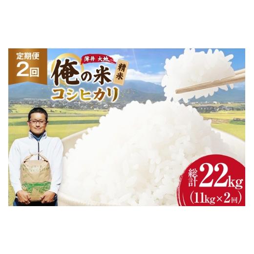 ふるさと納税 米 コシヒカリ 長野県 池田町 俺の米 米 定期便 2回 令和8年 コシヒカリ 精米 11kg 計 22kg 薄井 大地 長野県 池田町 48110936 お米 おこめ こ…