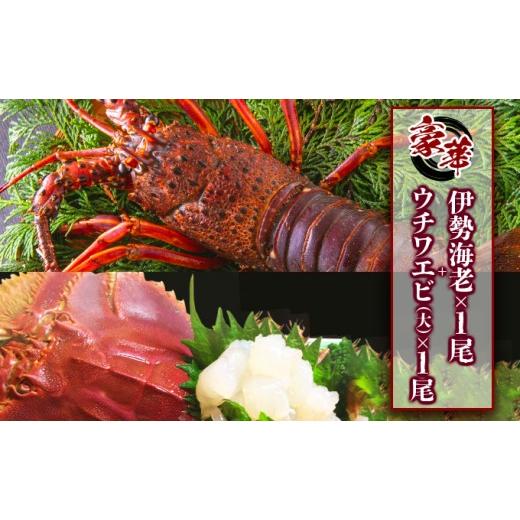 ふるさと納税 エビ 伊勢エビ 高知県 東洋町 ウチワエビ(大)×1尾&伊勢海老×1尾の豪華セット|国産 東洋町産 天然 新鮮 海鮮 刺身 焼き ボイル 四国 お取り寄…