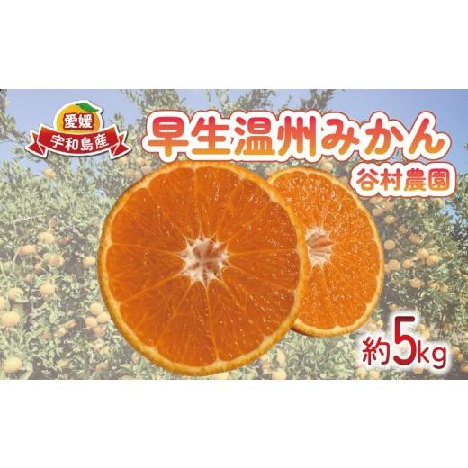 ふるさと納税 果物類 みかん 愛媛県 宇和島市 温州みかん 早生 みかん 5kg 谷村農園 愛媛みかん 愛媛蜜柑 愛媛ミカン 早生温州 うんしゅう わせ wase ミカン …