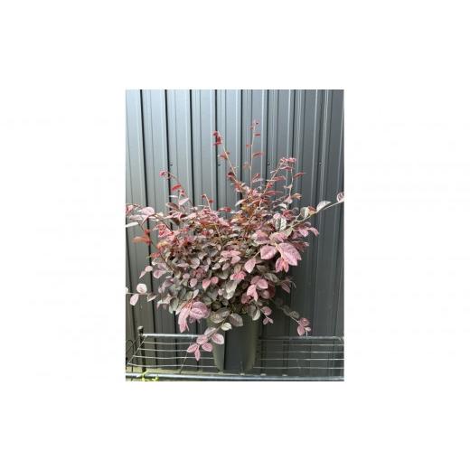 ふるさと納税 雑貨・日用品 苗木 三重県 鈴鹿市 トキワマンサク プラムゴージャス 7号鉢 プラス樹