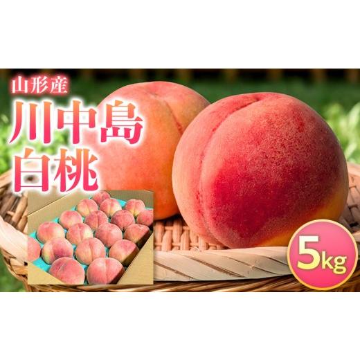 ふるさと納税 もも 山形県 山形市 山形産 川中島白桃 5kg FY26-231