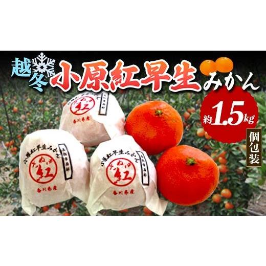 ふるさと納税 果物類 みかん 香川県 琴平町 越冬小原紅早生みかん (個包装) 約1.5kg 先行予約 2027年1月〜2027年2月頃お届け みかん 小原紅早生 果物 くだもの…