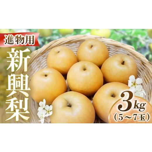 ふるさと納税 梨 鳥取県 倉吉市 新興梨 進物 3kg(岸田秀果園) 鳥取 梨 なし ナシ 果物 フルーツ 和梨 新興梨 しんこうなし 人気 進物 贈答用