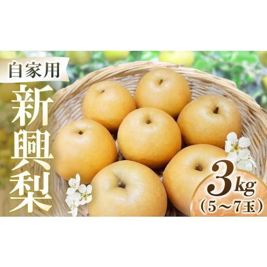 ふるさと納税 梨 鳥取県 倉吉市 新興梨 自家用 3kg(岸田秀果園) 鳥取 梨 なし ナシ 果物 フルーツ 和梨 新興梨 しんこうなし 人気 自家用 産地直送