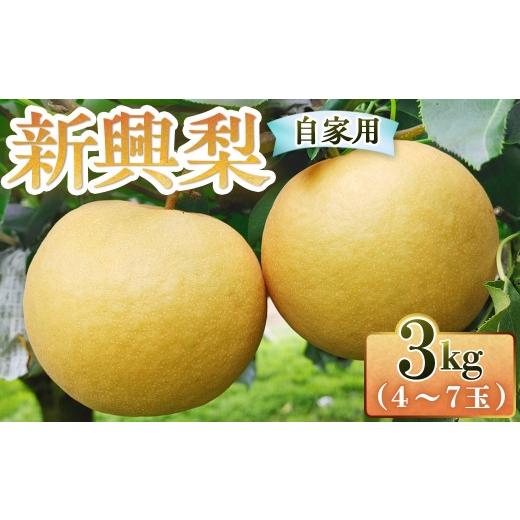 ふるさと納税 梨 鳥取県 倉吉市 新興梨 自家用 3kg(三ツ田農園) 鳥取 梨 果物 フルーツ 和梨 新興梨 しんこうなし 人気 甘い
