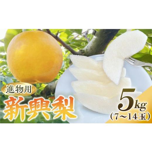ふるさと納税 梨 鳥取県 倉吉市 新興梨 進物用 5kg(有梨の実 石田) 鳥取 梨 なし ナシ 果物 フルーツ 和梨 新興梨 しんこうなし 人気 進物 贈答用