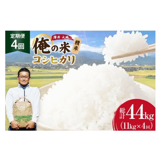 ふるさと納税 米 コシヒカリ 長野県 池田町 俺の米 米 定期便 4回 令和8年 コシヒカリ 精米 11kg 計 44kg 薄井 大地 長野県 池田町 48110938 お米 おこめ こ…
