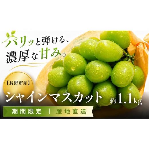 ふるさと納税 ぶどう マスカット 長野県 長野市 長野市産 シャインマスカット約1.1kg(2〜3房) 2026年発送 果物 くだもの ぶどう フルーツ 旬 デザート 種無…