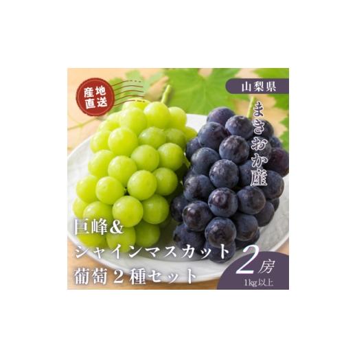 ふるさと納税 ぶどう 巨峰 山梨県 山梨市 山梨県まきおか産 巨峰・シャインマスカット 葡萄2種セット 1756896