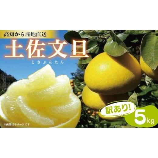 ふるさと納税 みかん・柑橘類 高知県 黒潮町 訳あり 土佐文旦 5kg ご家庭用 サイズ混合 不揃い サイズ不選別 文旦 ぶんたん 植田農園 産地直送 高知 黒潮町 柑…