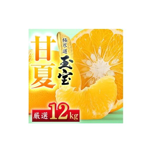 ふるさと納税 果物類 みかん 愛媛県 八幡浜市 先行受付 愛媛名産 玉宝甘夏 12kg F64-75 ふるさと納税 果物 くだもの あまなつ みかん ミカン 蜜柑 柑橘 フル…