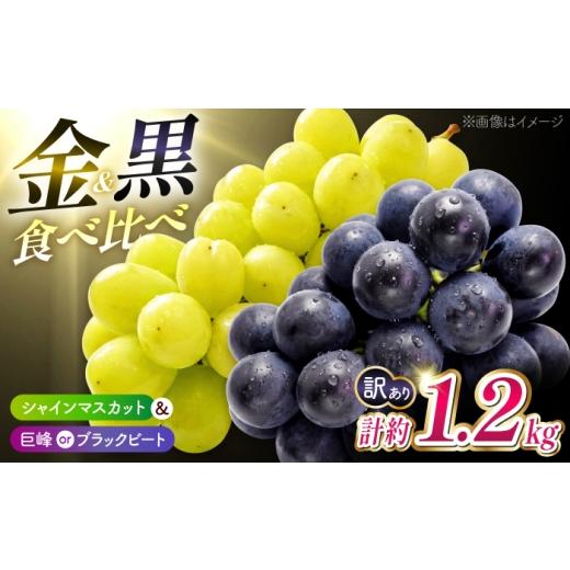 ふるさと納税 果物類 ぶどう 熊本県 山鹿市 先行予約 訳あり 種なし ぶどう 2種 食べ比べセット 計約1.2kg ( 金熟 シャインマスカット &amp; 巨峰 or ブラッ…