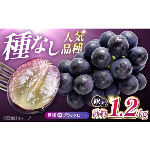 ふるさと納税 果物類 ぶどう 熊本県 山鹿市 先行予約 訳あり 人気の黒ぶどう( 巨峰 or ブラックビート )計約1.2kg 合同会社 こば農園
