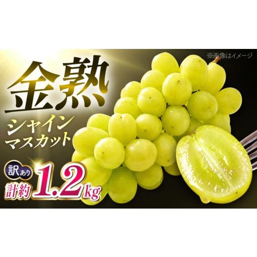 ふるさと納税 ぶどう マスカット 熊本県 山鹿市 先行予約 訳あり こだわりの 金熟 シャインマスカット 計約1.2kg 合同会社 こば農園