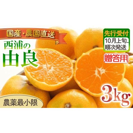 ふるさと納税 果物類 みかん 静岡県 沼津市 由良 みかん 3kg 贈答用 木負観光みかん園 ミカン オレンジ 蜜柑 柑橘 フルーツ 旬 果物 国産 産地直送 季節限定 …