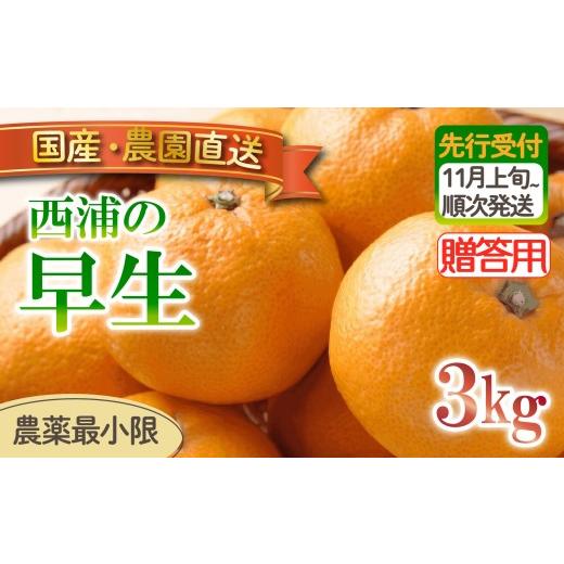 ふるさと納税 果物類 みかん 静岡県 沼津市 早生 みかん 3kg 贈答用 木負観光みかん園 ミカン オレンジ 蜜柑 柑橘 フルーツ 旬 果物 国産 産地直送 季節限定 …