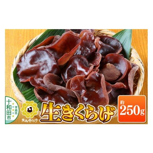 ふるさと納税 野菜類 きのこ 青森県 十和田市 青森きくらげ(生キクラゲ)約250g 十和田市産 国産 生きくらげ クール便 青森きくらげ(生)約250g 7,000円
