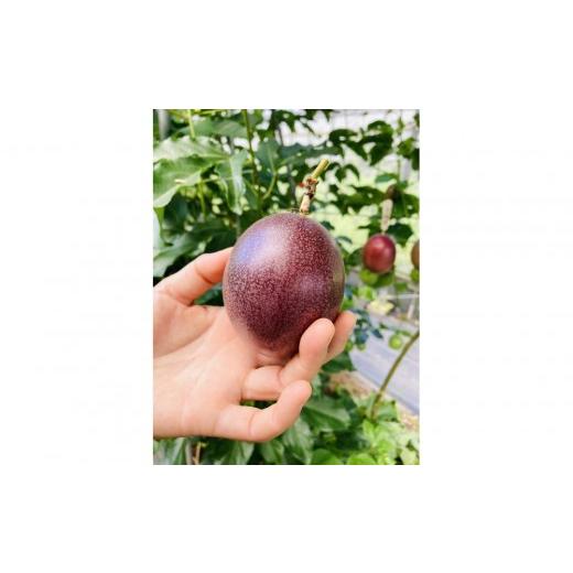ふるさと納税 果物類 鹿児島県 屋久島町 夏採れ 数量限定 パッションフルーツ 約1.6kg Lサイズ 化粧箱