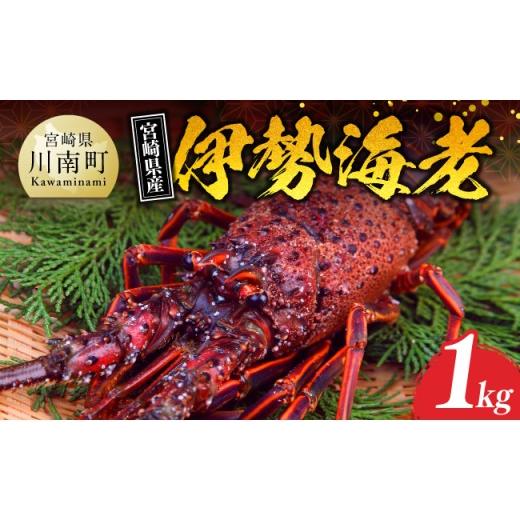 ふるさと納税 エビ 伊勢エビ 宮崎県 川南町 担当者厳選 伊勢海老(小)1kg(5〜9尾) 伊勢えび 魚介類 いせえび 海産物 宮崎県産 国産 伊勢海老(小)1kg(5〜9尾…