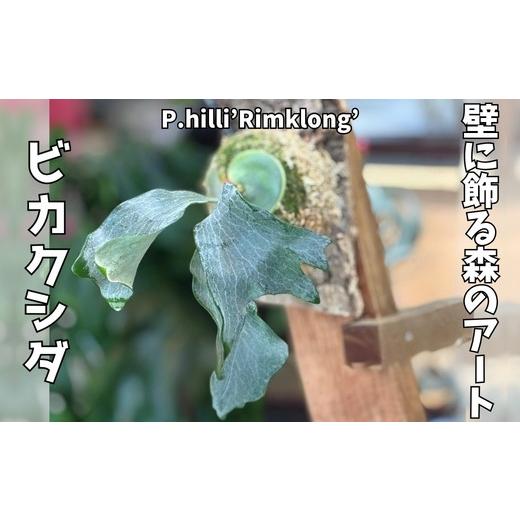 ふるさと納税 花・苗木 大阪府 河内長野市 観葉植物 ビカクシダ P.hilli'Rimklong' コルク仕立て | コウモリラン 壁掛け 板付け インテリア 室内 4…