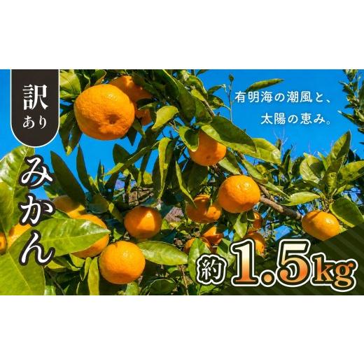 ふるさと納税 果物類 みかん 熊本県 和水町 先行予約 ご家庭用 訳ありみかん 約 1.5kg | 熊本県 熊本 くまもと 和水町 なごみ 柑橘 柑橘類 みかん 訳あり 規…