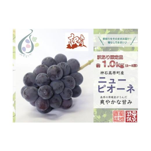 ふるさと納税 果物類 ぶどう 広島県 神石高原町 令和8年発送分 / 先行予約 訳ありピオーネ 約1.0kg 神石高原町産[ご家庭用] みずもとや(田邉)
