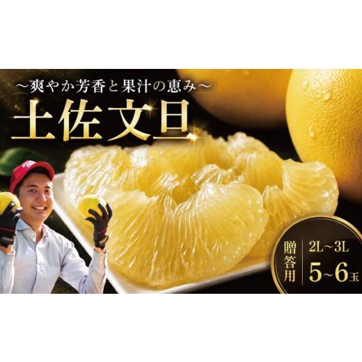 ふるさと納税 みかん・柑橘類 高知県 安芸市 先行予約 文旦 贈答用 2L〜3L 5〜6玉 土佐文旦 文旦贈答用 柑橘 フルーツ 文旦 数量限定 期間限定 みかん 蜜柑 ぶ…