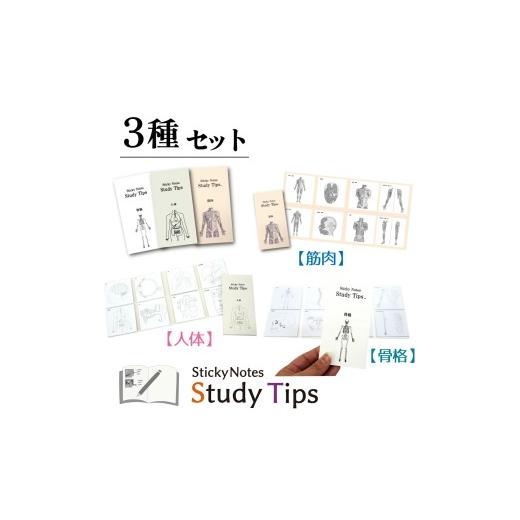ふるさと納税 文房具・玩具 愛知県 犬山市 14-52_人体付箋 Sticky Notes Study Tips (スタディチップス) 3種セット 人体・骨格・筋肉|付箋 人体 筋肉 骨格 医…