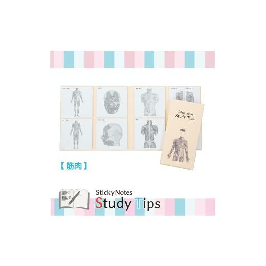 ふるさと納税 文房具・玩具 愛知県 犬山市 5-8_人体付箋 Sticky Notes Study Tips (スタディチップス) 筋肉|付箋 筋肉 医師 医者 医学 からだ ほね 学習 付せ…
