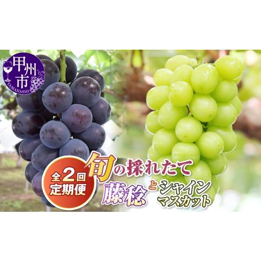 ふるさと納税 果物類 ぶどう 山梨県 甲州市 定期便 旬の採れたて2回定期便(藤稔・シャインマスカット) 2027年発送 (HO)B19-410 2027年発送 藤稔・シャイ…