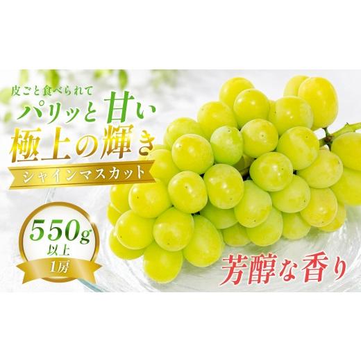 ふるさと納税 ぶどう マスカット 高知県 大月町 シャインマスカット 550g以上 1房 朝採れ 農園直送 種なし 皮ごと食べられる ぶどう ブドウ 葡萄 フルーツ 果…