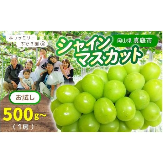 ふるさと納税 ぶどう マスカット 岡山県 真庭市 シャインマスカット 2026年先行予約 朝どれ当日発送 お試し 1房 500g以上 | シャインマスカット 果物 フルー…