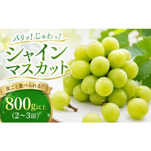 ふるさと納税 ぶどう マスカット 愛媛県 愛南町 先行予約:2026年8月下旬〜発送 シャインマスカット 800g以上 (2〜3房) マスカット ぶどう フルーツ 果物 期…
