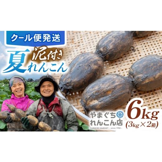 ふるさと納税 人参・大根・他根菜 佐賀県 白石町 先行予約 2026年9月〜発送 9月頃発送 祖母は104歳 健康長寿の源 白石れんこん6kg(3kg×2箱) やまぐちれん…