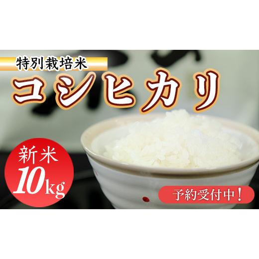 ふるさと納税 米 コシヒカリ 高知県 三原村 新米予約 令和8年産 (精白米) 特別栽培米 こしひかり10kg