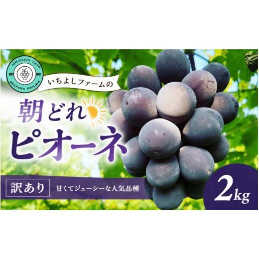 ふるさと納税 果物類 ぶどう 岡山県 真庭市 2026年先行予約 ピオーネ 2kg(3~4房)種無し 訳あり 除草剤不使用 岡山産いちよしファームの朝どれピオーネ / ピ…