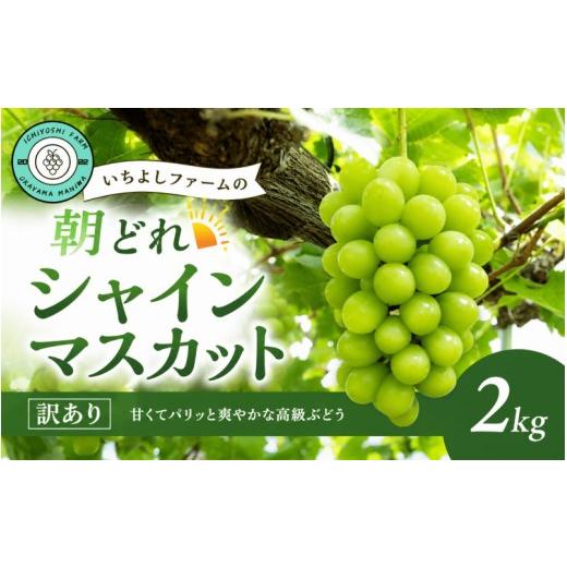 ふるさと納税 ぶどう マスカット 岡山県 真庭市 2026年先行予約 シャインマスカット 2kg(3~4房)種無し 訳あり 除草剤不使用 岡山産いちよしファームの朝どれ…