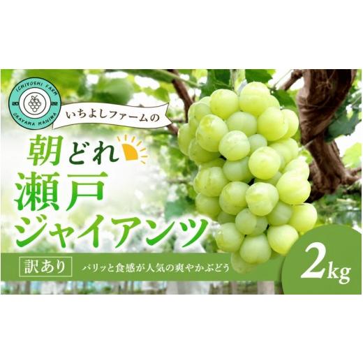 ふるさと納税 ぶどう マスカット 岡山県 真庭市 ぶどう 2026年先行予約 瀬戸ジャイアンツ 2kg(3~4房)種無し 訳あり 除草剤不使用 岡山産いちよしファームの朝…