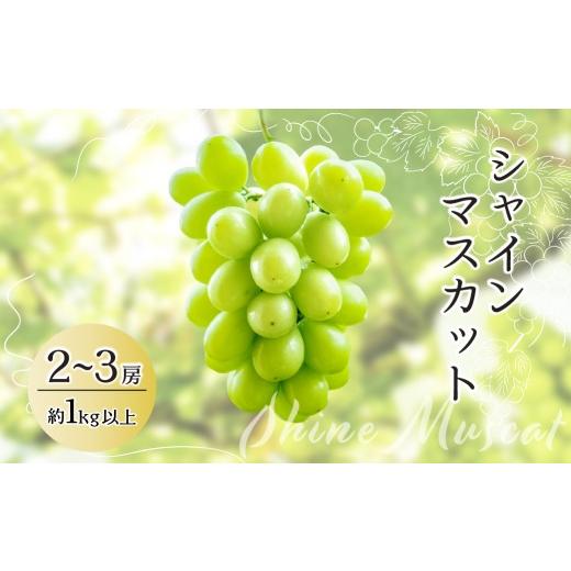 ふるさと納税 ぶどう マスカット 茨城県 常陸太田市 シャインマスカット 2〜3房 約1kg 先行予約 数量限定 | シャインマスカット マスカット ぶどう すっきり …