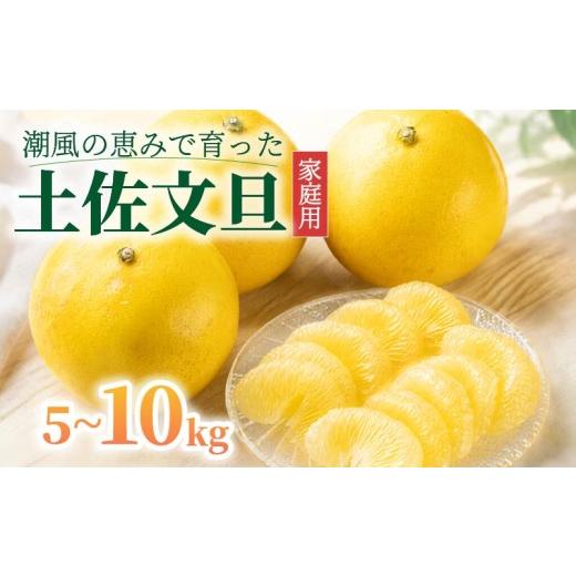ふるさと納税 みかん・柑橘類 高知県 中土佐町 令和9年1月下旬発送開始 土佐文旦 5kg 3L~5L 40箱限定 大玉 家庭用 文旦 ぶんたん みかん mikan 蜜柑 ミカン…